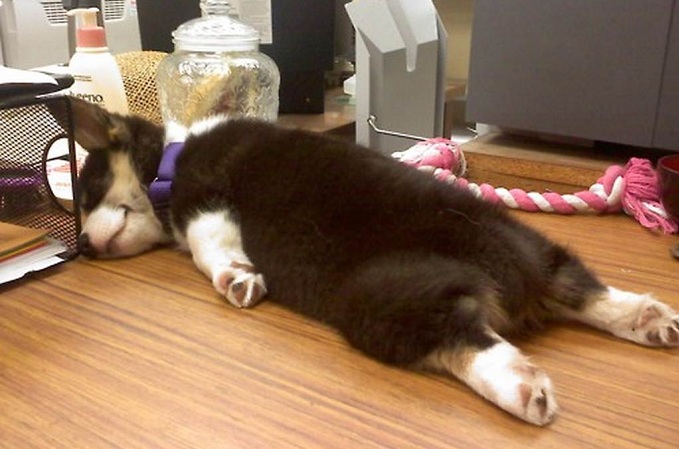 12 Realities That New Husky Owners Must Accept 7 husky puppy lazy