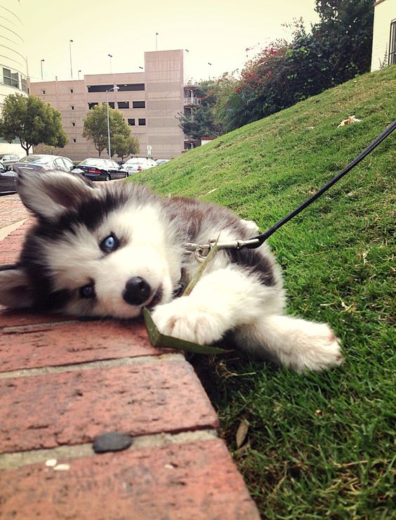 12 Realities That New Husky Owners Must Accept 9 husky puppy