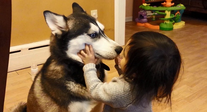 12 Realities That New Husky Owners Must Accept 12 huskys and child