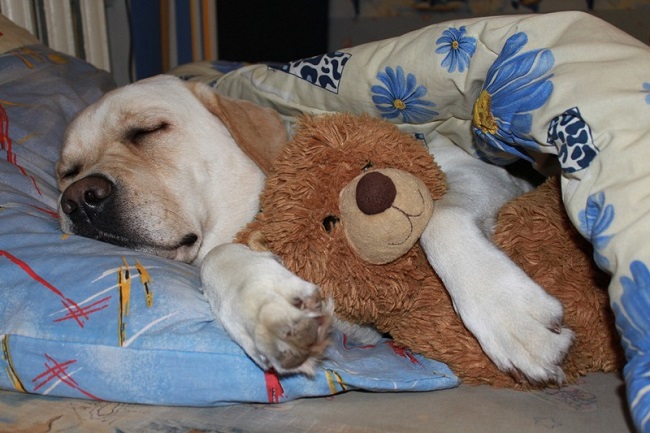 Top 10 Things Labradors Don’t Like 4 lab dog sleeping toy photo pics