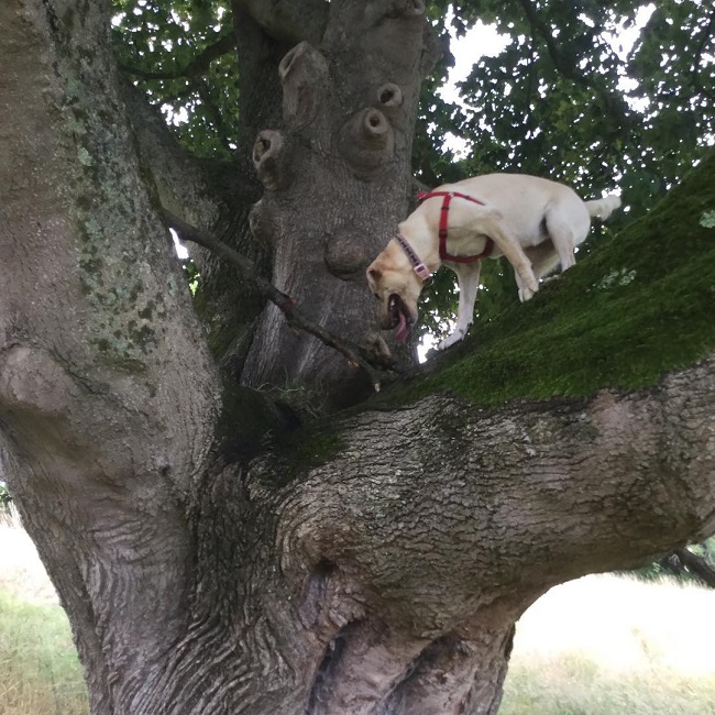 Top 10 Things Labradors Don’t Like 6 labrador climbing tree pics