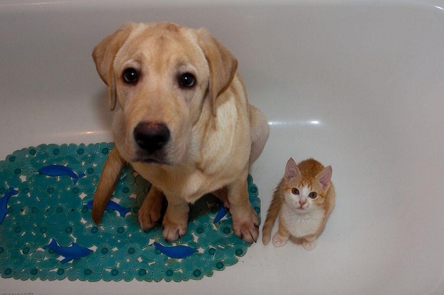 Top 10 Things Labradors Don’t Like 9 labrador little cat photo pics friends