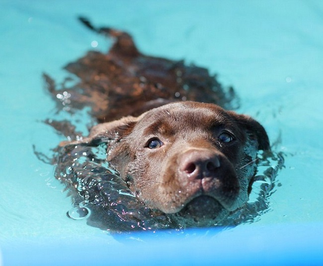 Top 10 Things Labradors Don’t Like 2 labrador swim water pics