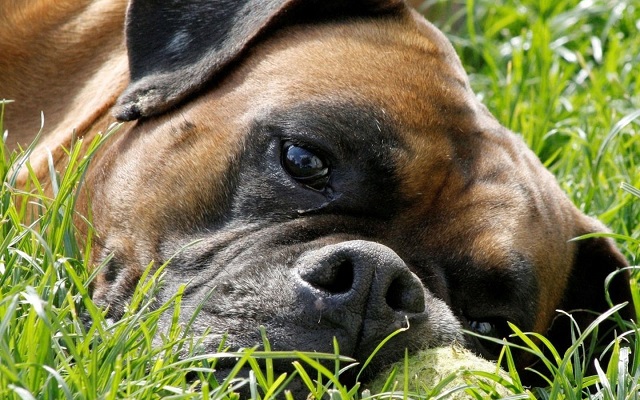 12 Reasons Why Boxer Dogs Are The Only Friends You’ll Ever Need 2 nap time boxer dog face