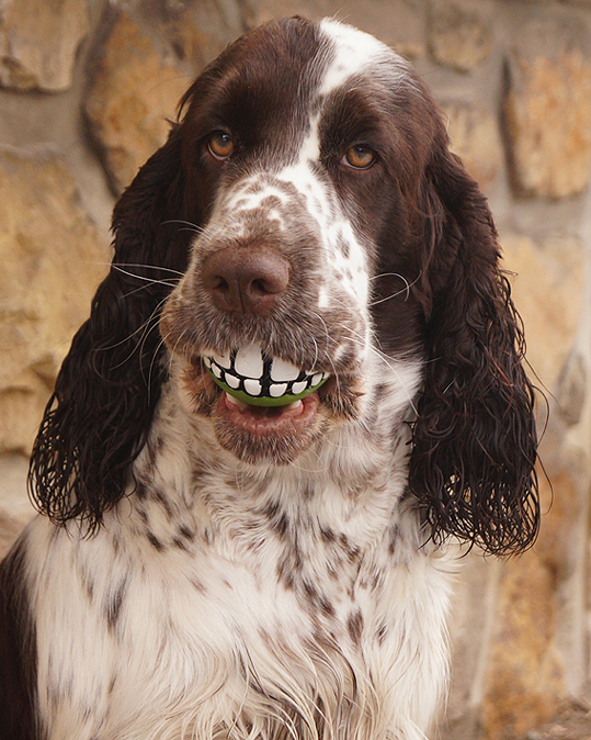 playful springer spaniel pics dog ball teeth