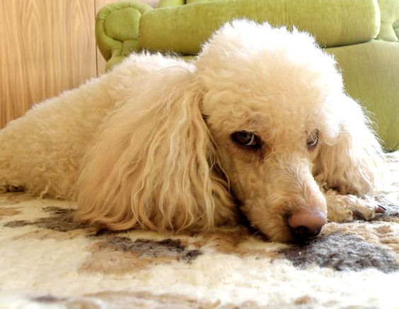 12 Reasons Poodles Are The Worst Indoor Dog Breeds Of All Time 4 poodle face