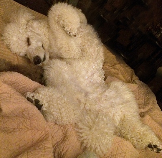 12 Reasons Poodles Are The Worst Indoor Dog Breeds Of All Time 11 poodle on back