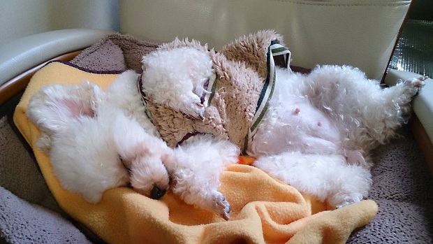 12 Reasons Poodles Are The Worst Indoor Dog Breeds Of All Time 12 poodle sleep dog