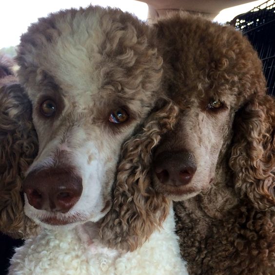 12 Reasons Poodles Are The Worst Indoor Dog Breeds Of All Time 8 poodles dogs
