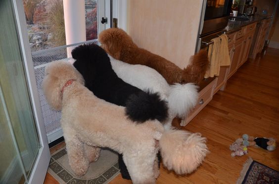 12 Reasons Poodles Are The Worst Indoor Dog Breeds Of All Time 9 poodles watching