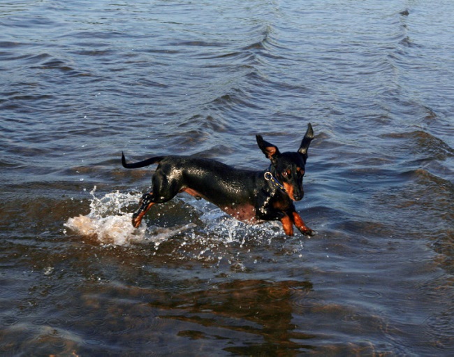 running dachshund dog photo swim