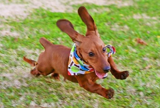 running dachshund pics photo cute dog