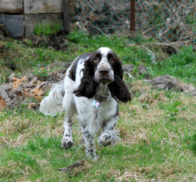 Top 10 Things Springer Spaniels Don’t Like 10 running springer spaniel photo