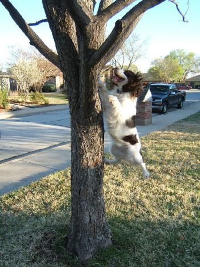 Top 10 Things Springer Spaniels Don’t Like 7 springer spaniel climbing the tree