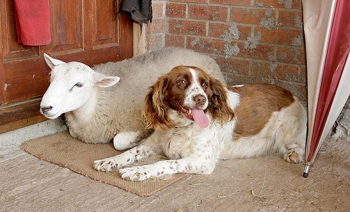 Top 10 Things Springer Spaniels Don’t Like 9 springer spaniel sheep friends