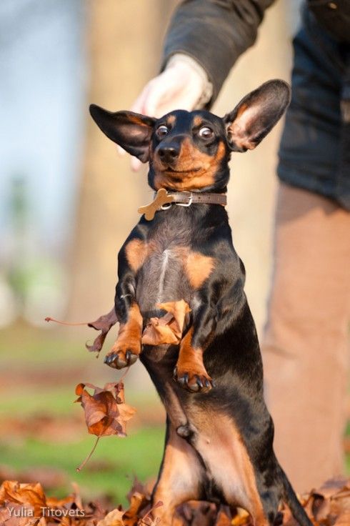 surprised dachshund dog photo jumping