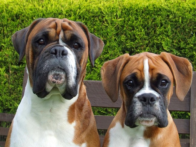 two boxers faces photo