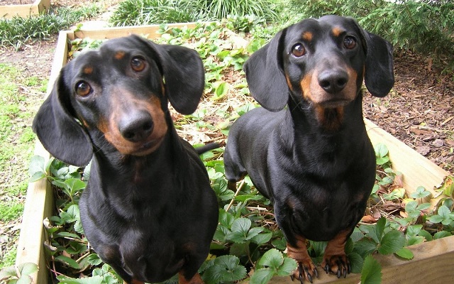 two dachshunds dogs watching funny
