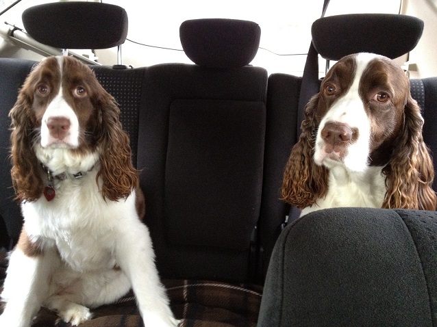 Top 10 Things Springer Spaniels Don’t Like 6 two springer spaniels car ride