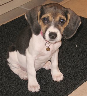 Beagle x Rat Terrier