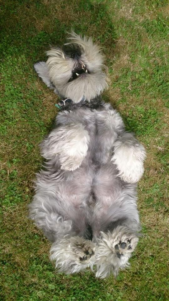CUTIE PIE, schnauzer dog sleep photo