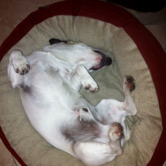 Dexter's favorite yoga dog jack russell