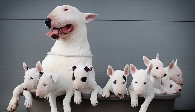 Top 10 Things English Bull Terriers Don’t Like 9