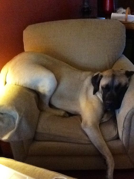 English Mastiff sleeping position arm chair