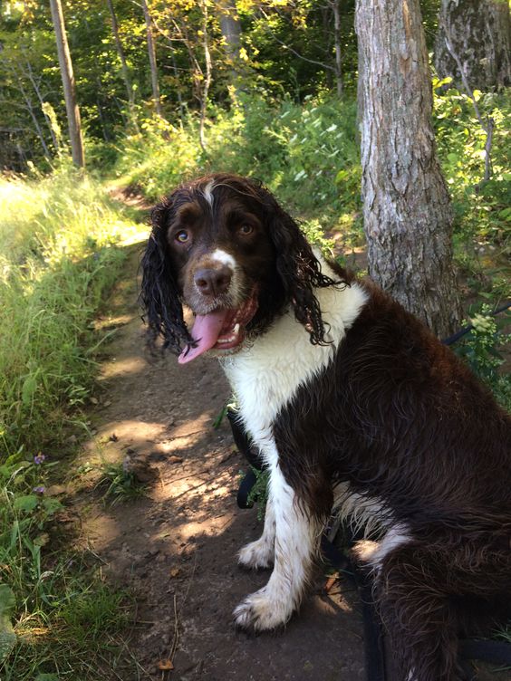 English Springer Spaniel hiking