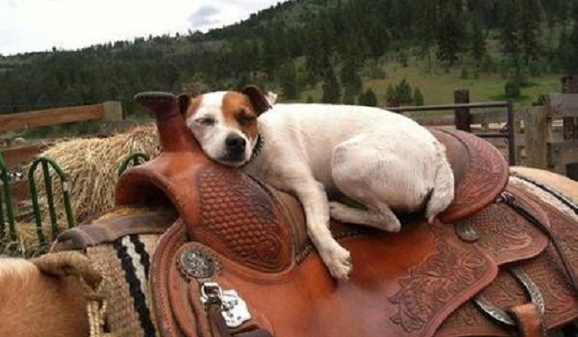 The 10 Most Awkward Jack Russell Sleeping Positions 10