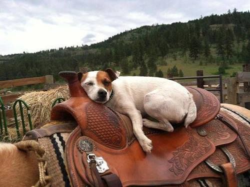 Giddy up jack russell sleep