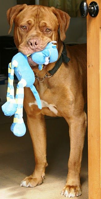 Mastiff dog playing toy