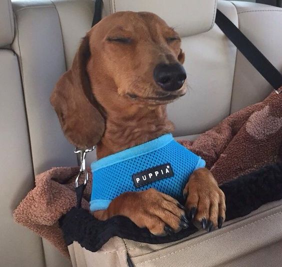 Relaxing drive dachshund