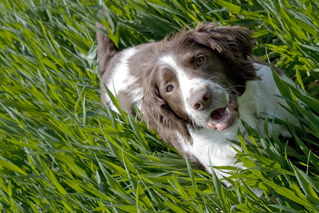 Spaniel-in-grass springer