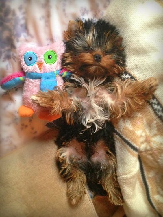 Yorkshire Terrier sleeping funny