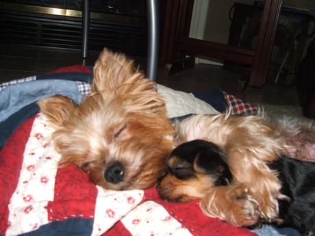 sleeping yorkie dogs