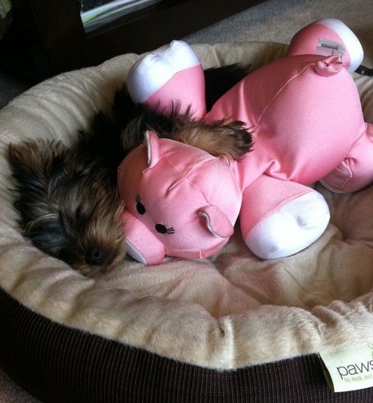 Yorkshire Terrier sleeping with toy