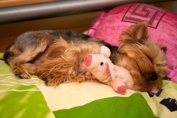Yorkshire Terrier sleeping