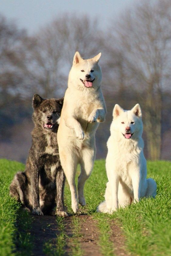 Top 10 Things Akita Inus Don’t Like 11 akita inu dogs photo play field