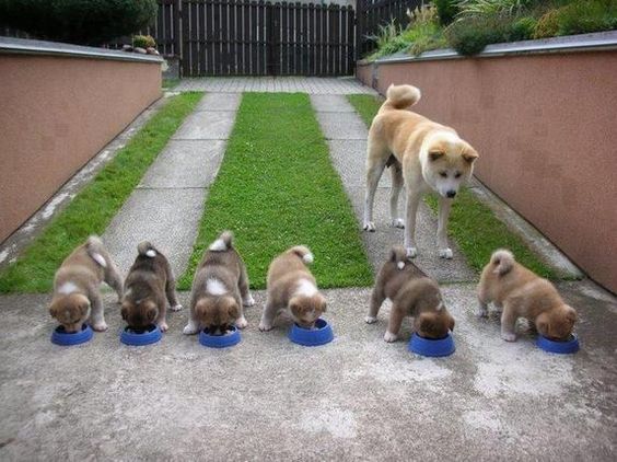 Top 10 Things Akita Inus Don’t Like 3 akita inu puppies photo dogs eating