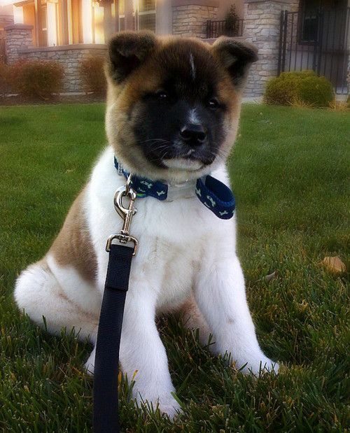 Top 10 Things Akita Inus Don’t Like 7 akita inu puppy photo sit