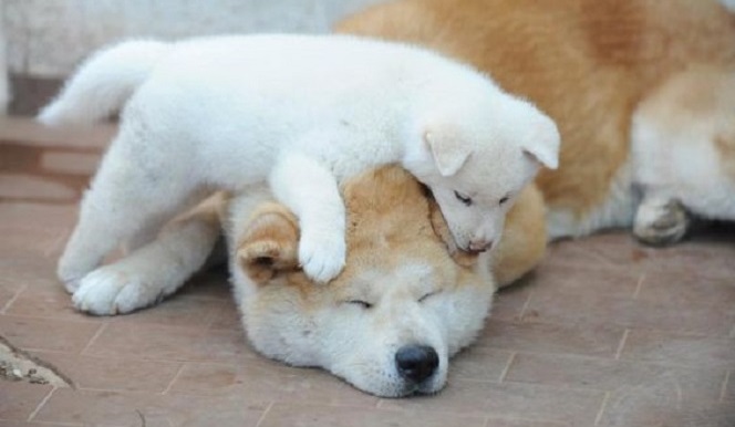 6 Problems Only Akita Inu Owners Will Understand 10