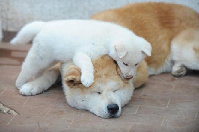 akita inu puppy sleeping