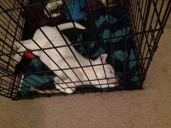 akita inu sleep position