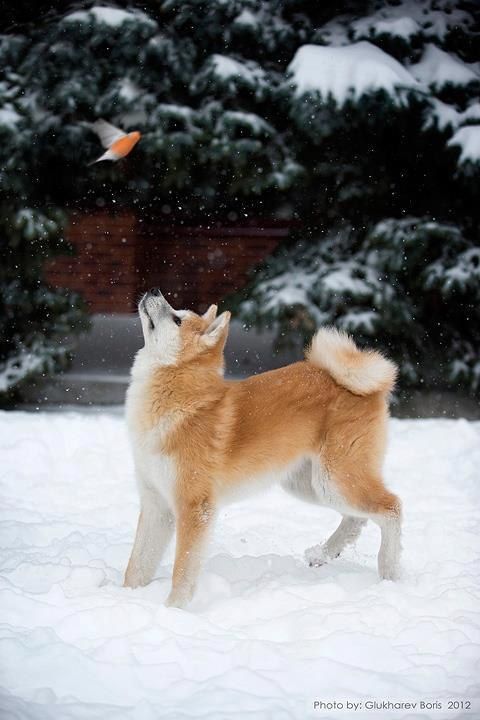 Top 10 Things Akita Inus Don’t Like 4 akita inu watching bird
