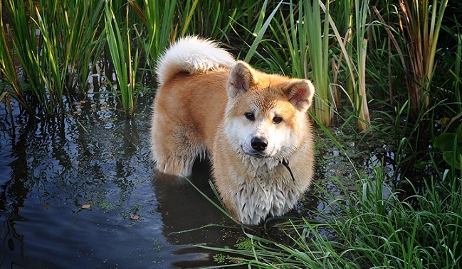 Top 10 Things Akita Inus Don’t Like 1