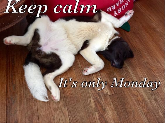 akita sleep position pics