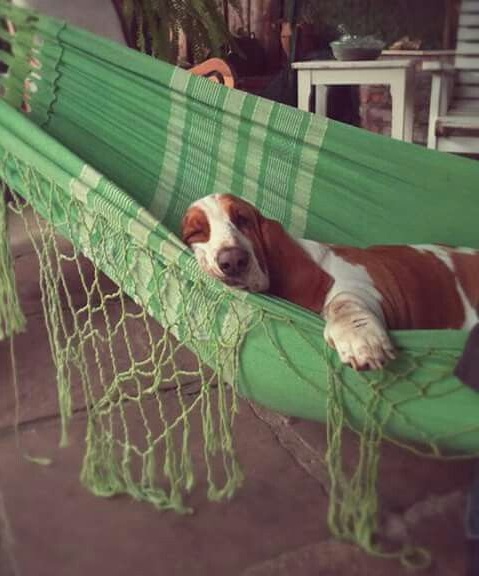 basset hound in hammock