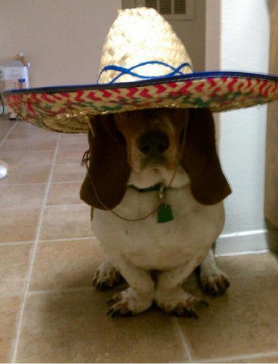 basset hound in hat