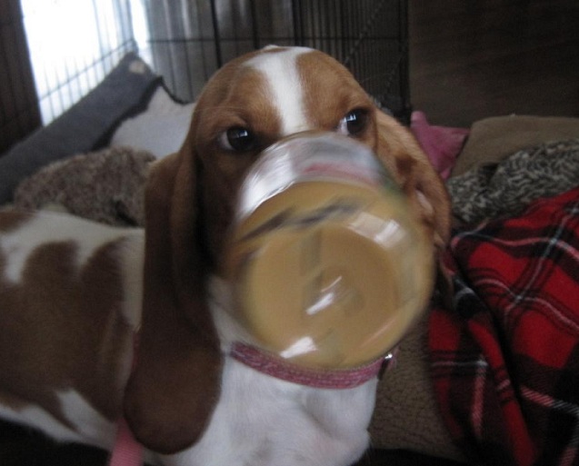 basset hound peanut butter